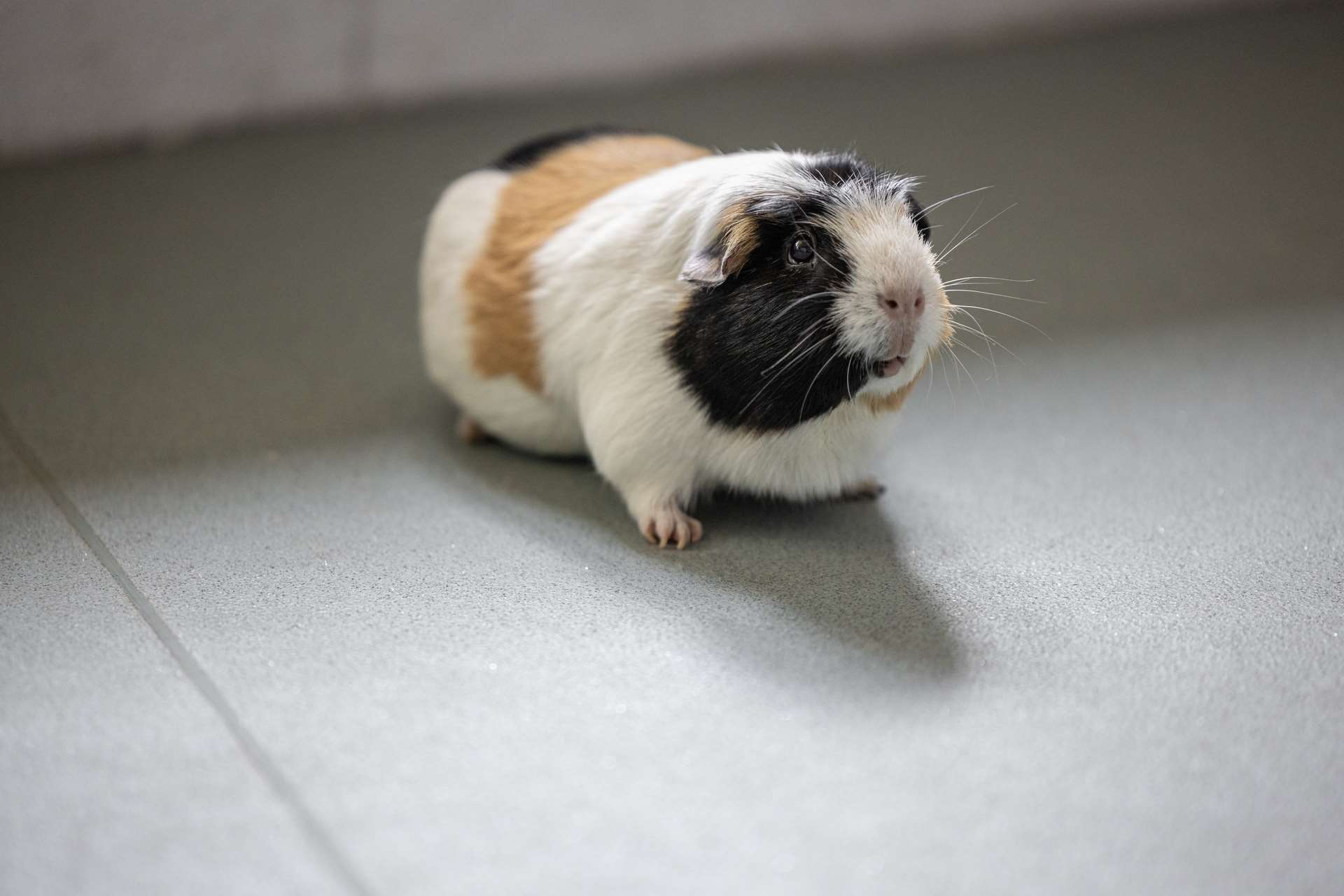 Animal Management Centre, Grimsby UK