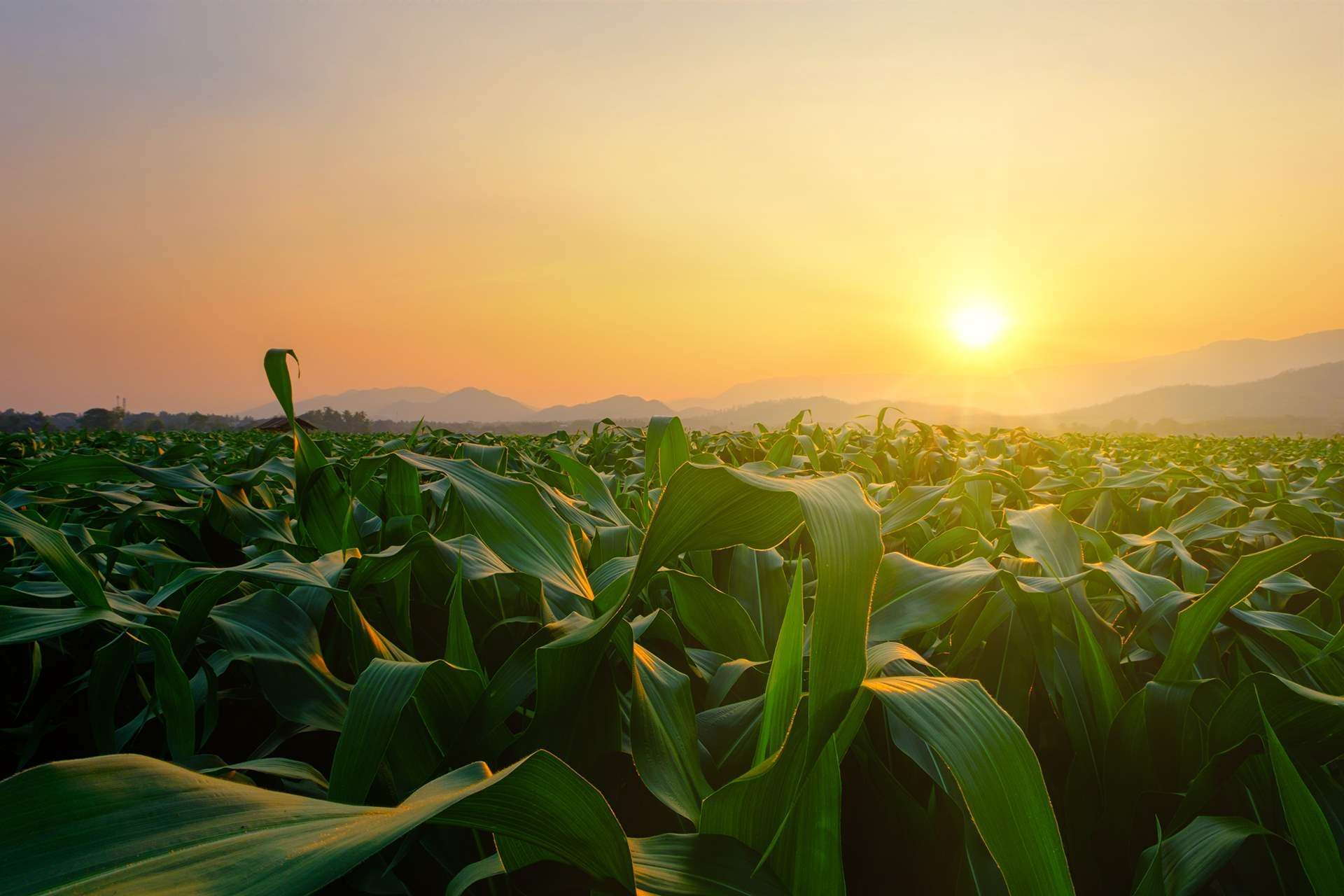 Corn maize