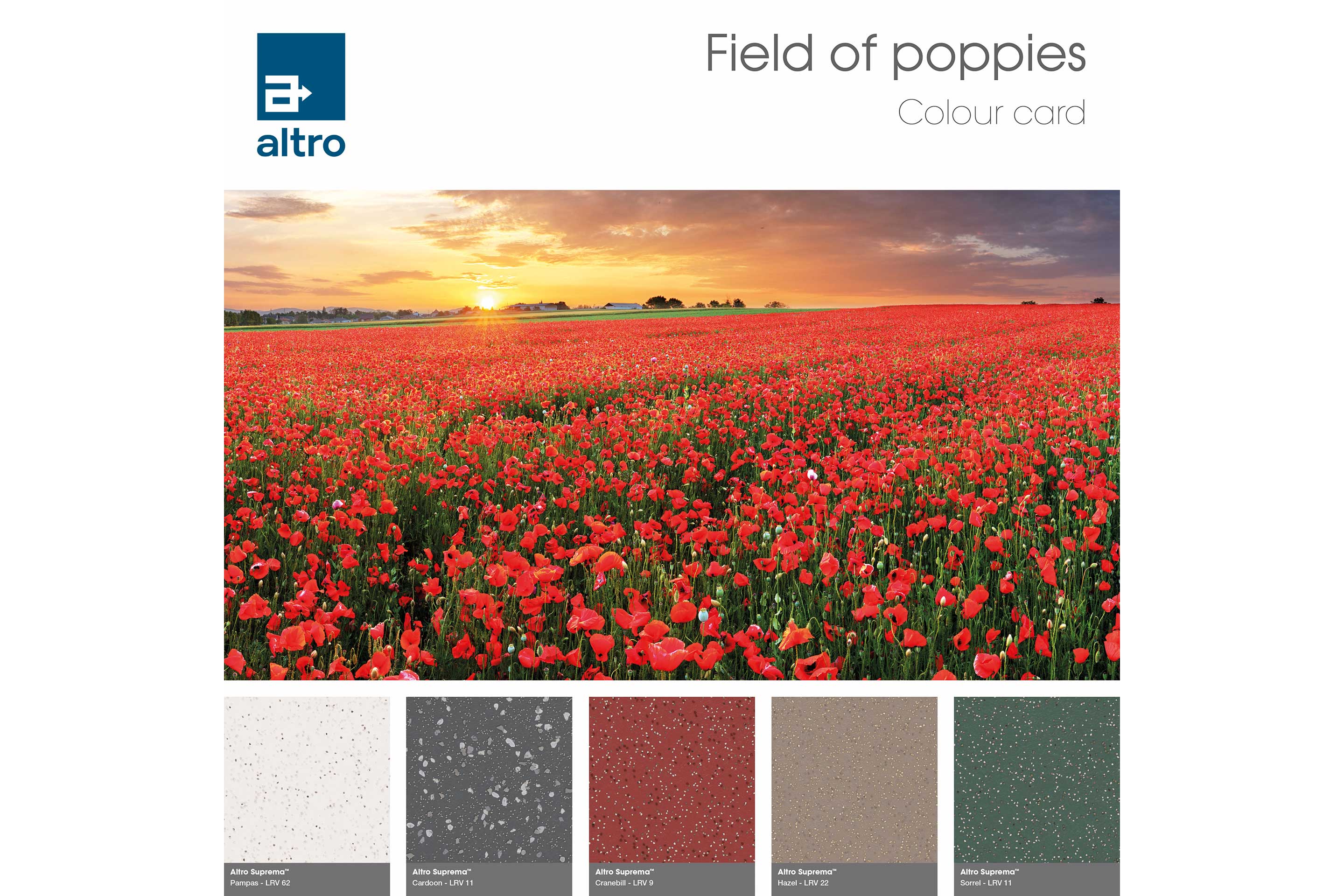 Colourful Poppy Closeup