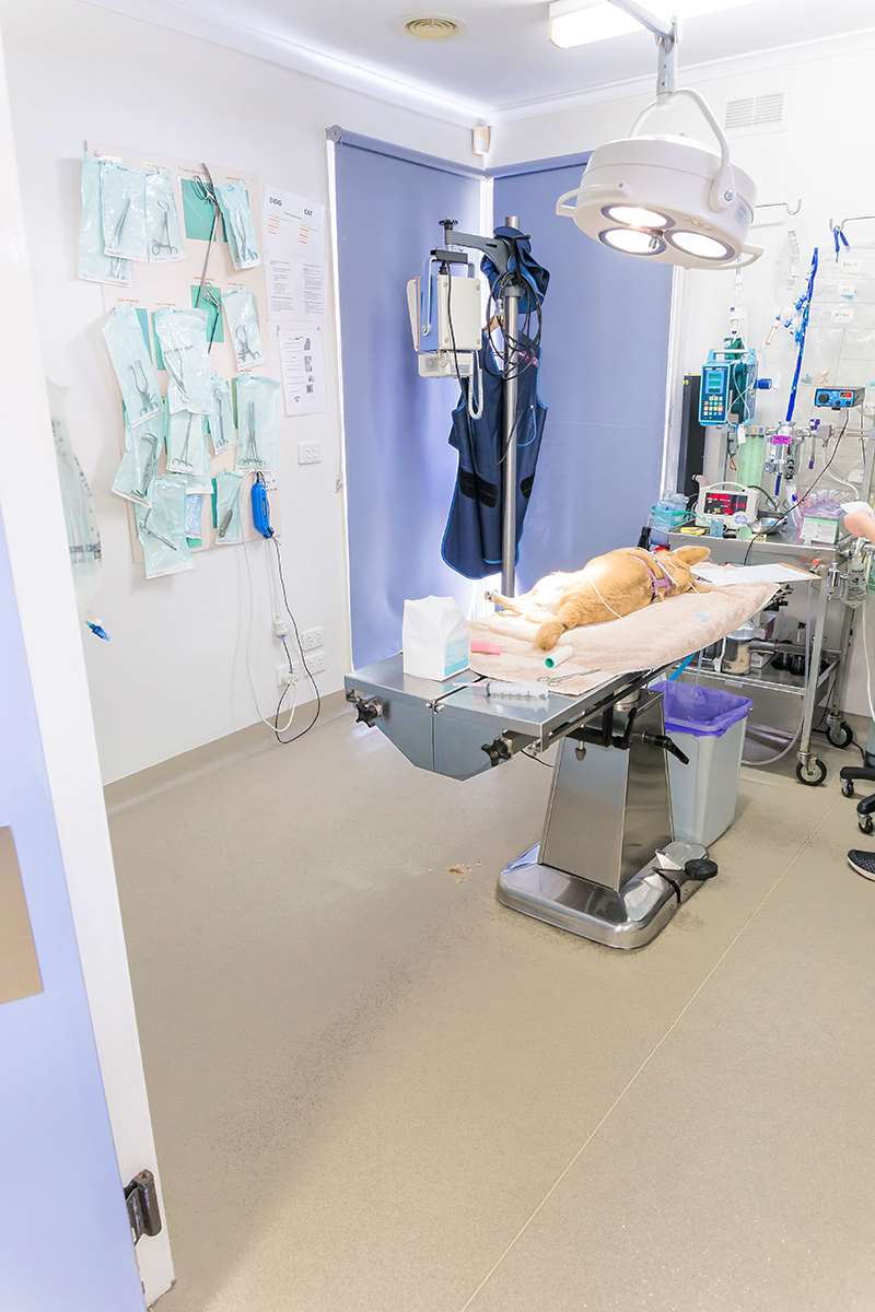 Pound Road Veterinary Clinic