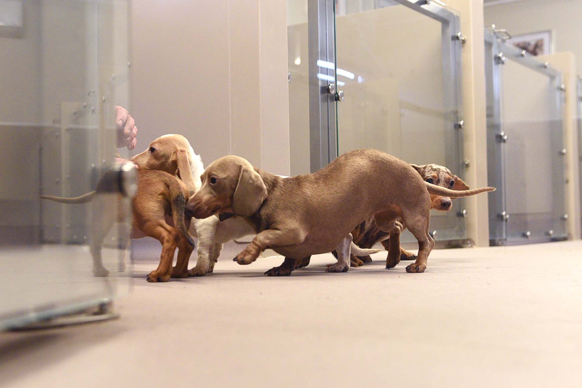 Dogs playing on Altro flooring