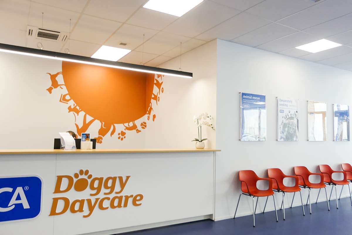 SPCA and Doggy Daycare