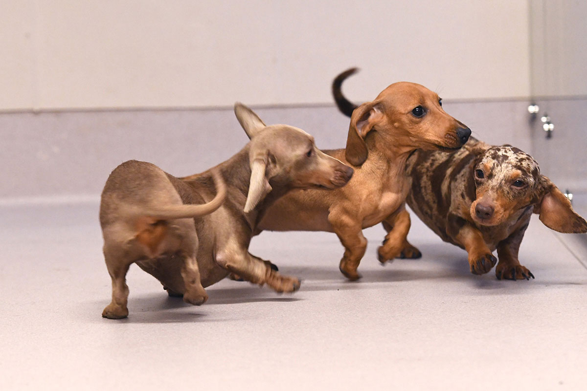 cute puppies playing on Altro flooring