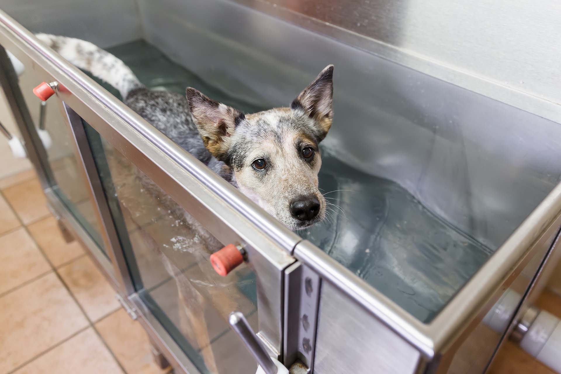 Dog in hydrotheraphy bath