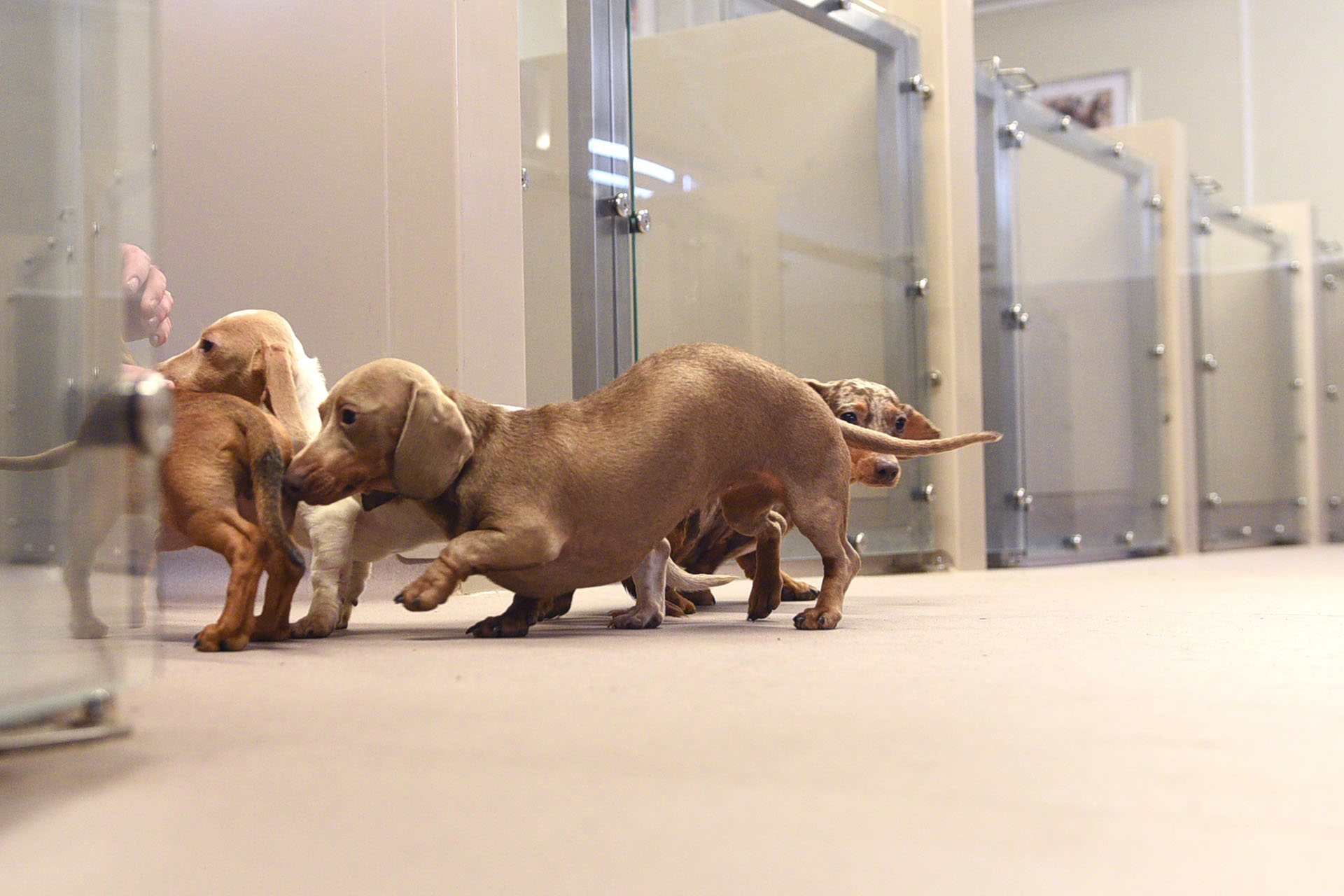 Dogs playing on Altro flooring