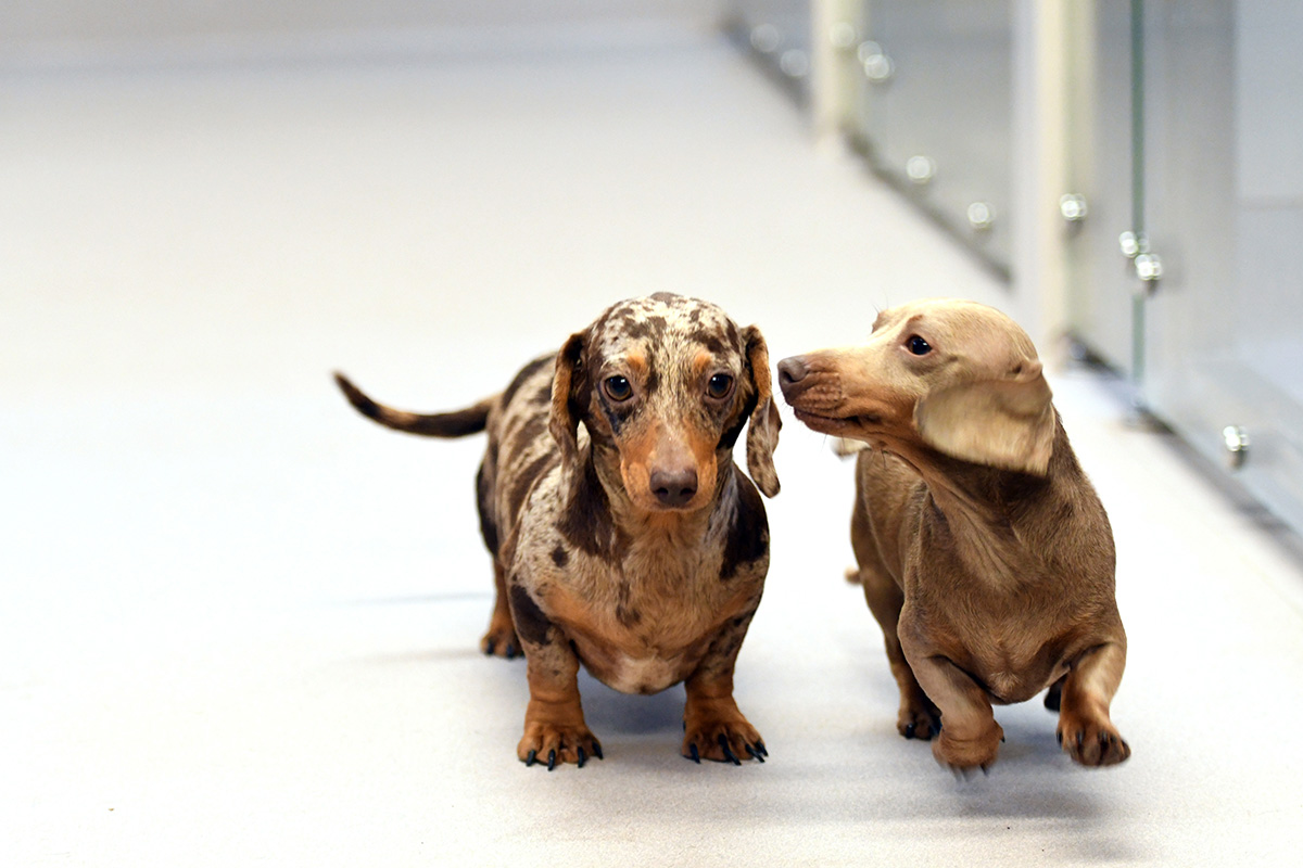 Pigglefairy Puppies, Altro Cantata