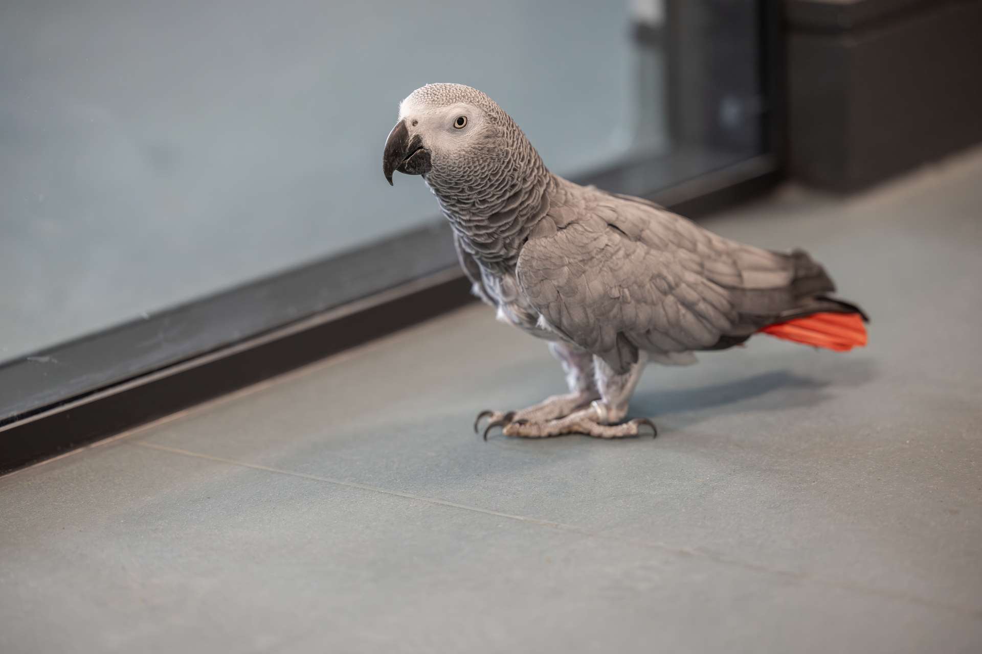 Animal Management Centre, Grimsby UK